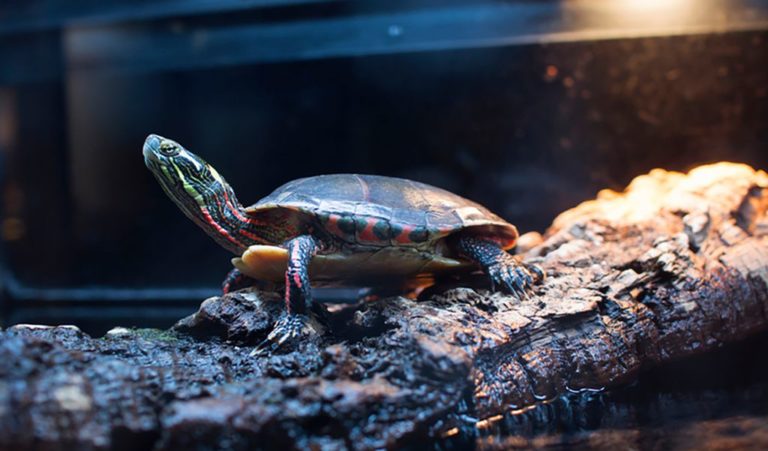 How To Take Care Of Pet Turtles - Hygger