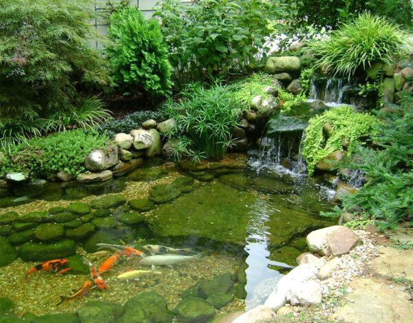 Things To Consider Before Starting A Koi Fish Pond - Hygger