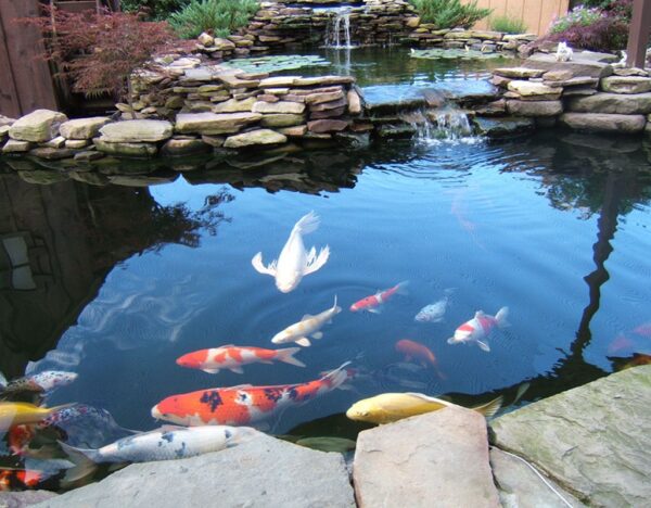 Things to Consider Before Starting a Koi Fish Pond - hygger