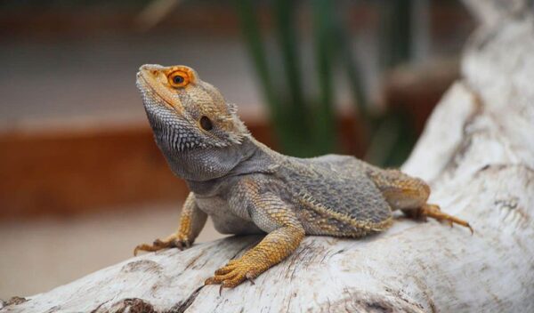 How To Choose The Correct Bearded Dragon Tank Size - hygger