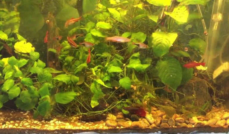 Algae Aquarium Issues – Brown Algae In Fish Tank - hygger