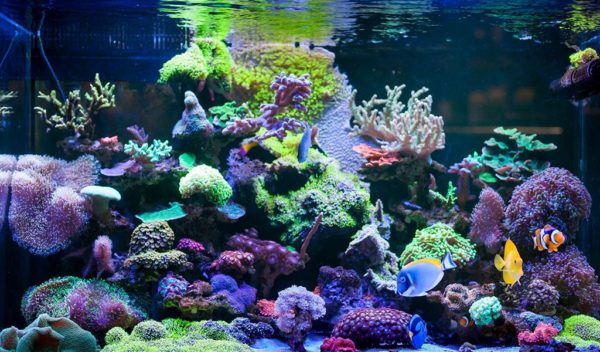 How To Maintain Alkalinity Level In A Reef Tank - hygger