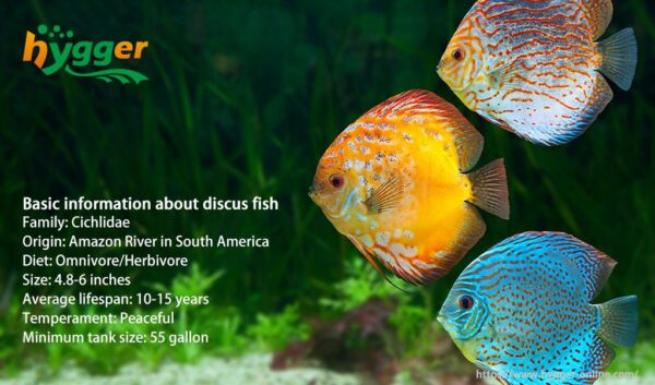 The Appeal of Keeping Discus Fish - hygger