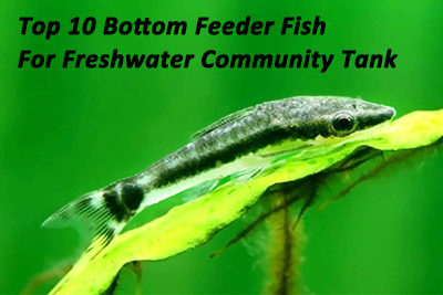 Top 10 Bottom Feeder Fish For Freshwater Community Tank