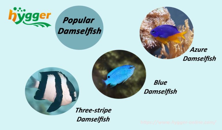 Fish Profile - Damselfish The Saltwater Fish for New Tank