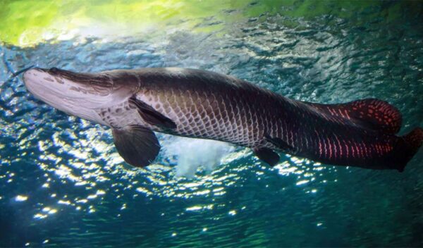 Fish Profiles - Arapaima Streamlined Freshwater Fish