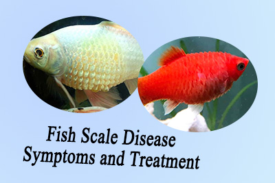 Free photo: scale, fish scales, goldfish, freshwater fish