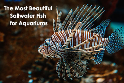 The Most Beautiful Saltwater Fish for Aquariums - hygger