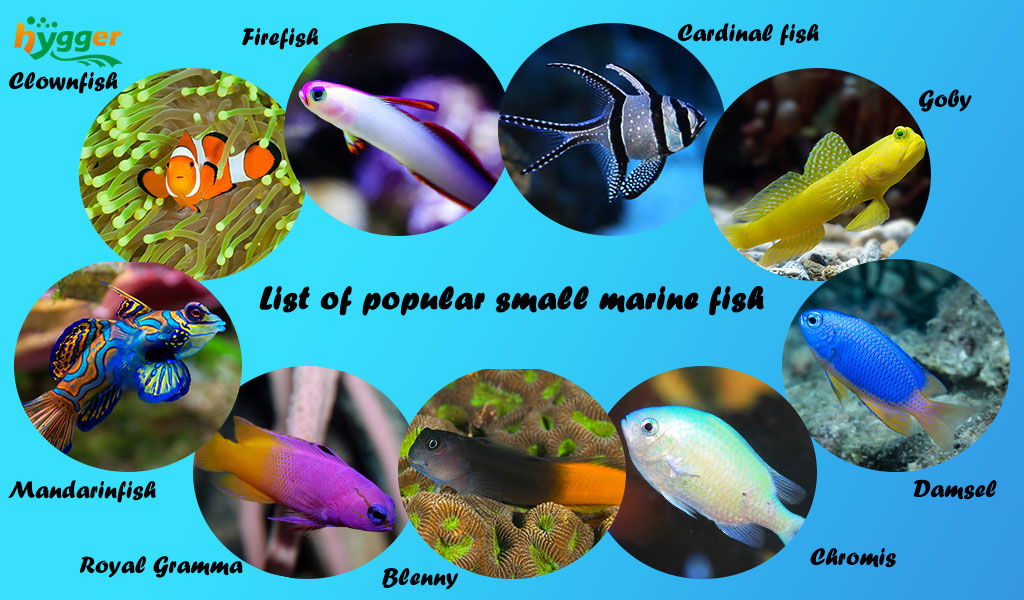 Guide to Take Care of Small Marine Fish - hygger