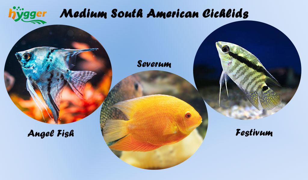 central american cichlids