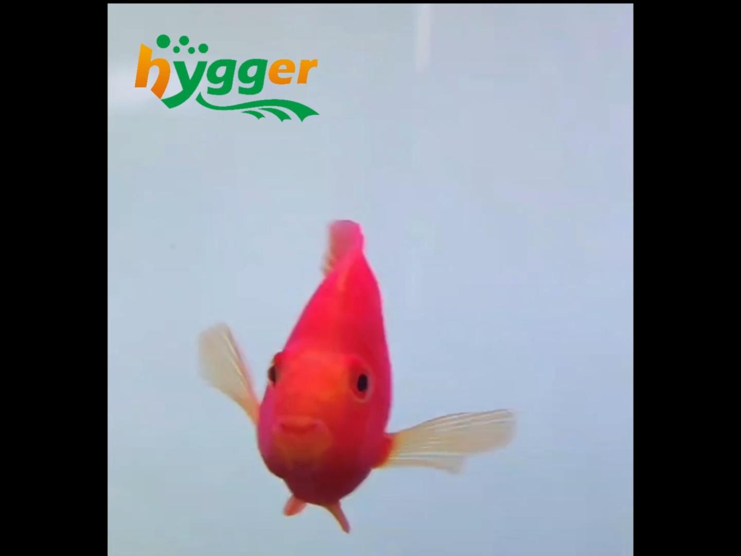 How to Set Up a Community Fish Aquarium - hygger