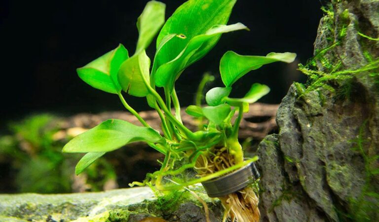 Solutions of the Weird Anubias Plant Rot in Tanks - hygger