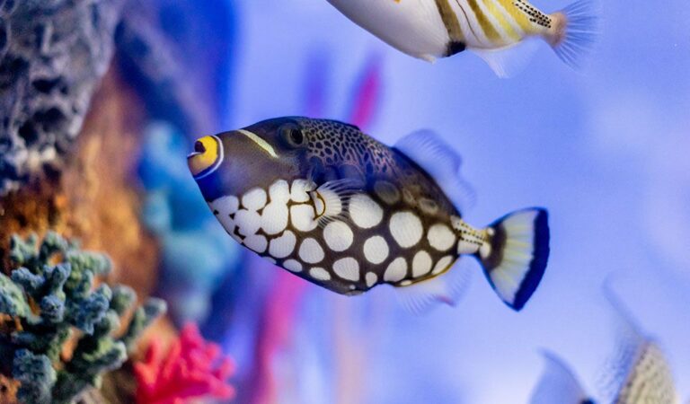 Triggerfish Care Guide and Tank Mates - hygger