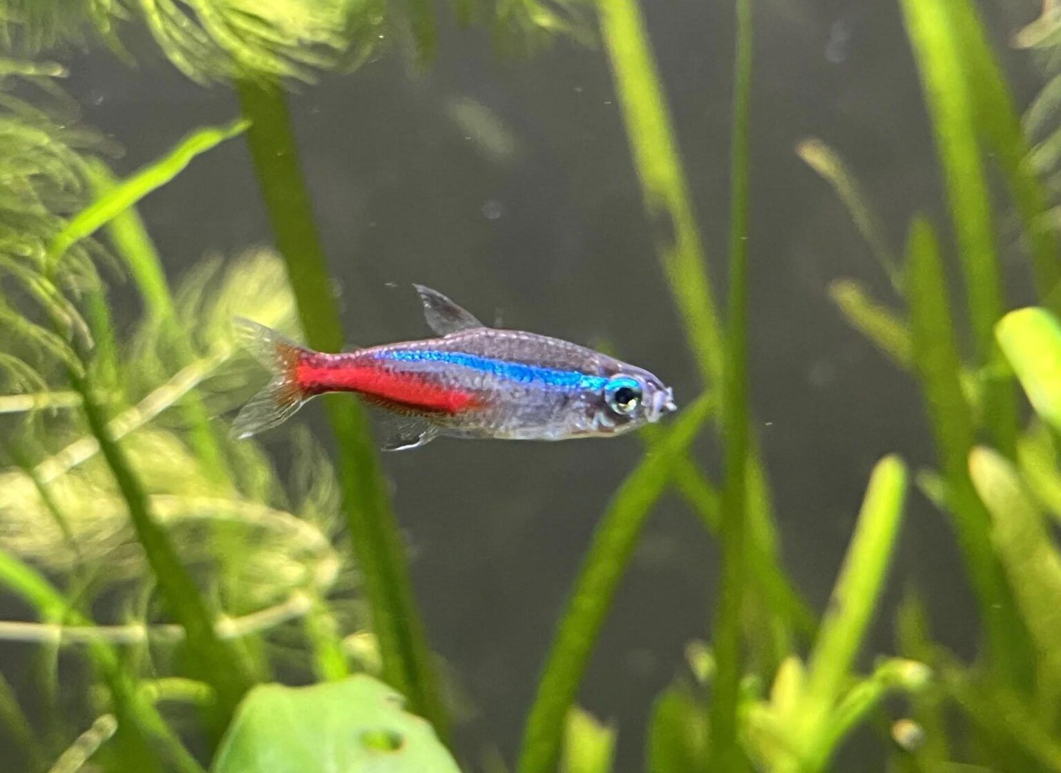 Neon Tetra Disease Symptoms and Treatments - hygger