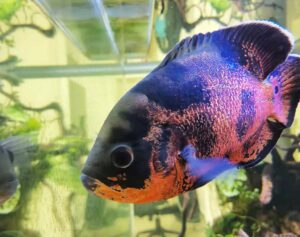 What Are The Signs of A Sick Oscar Fish - hygger