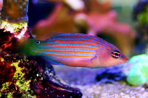 Fish Profile – Six Line Wrasse Fish For Reef Tanks - hygger