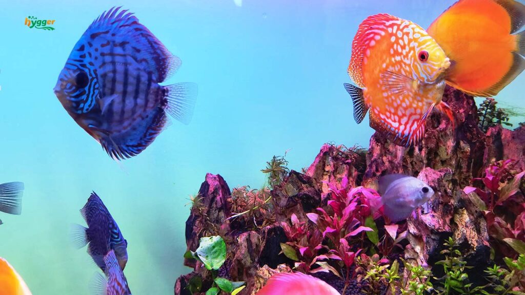 How Many Discus Fish Can Be in A Tank - hygger