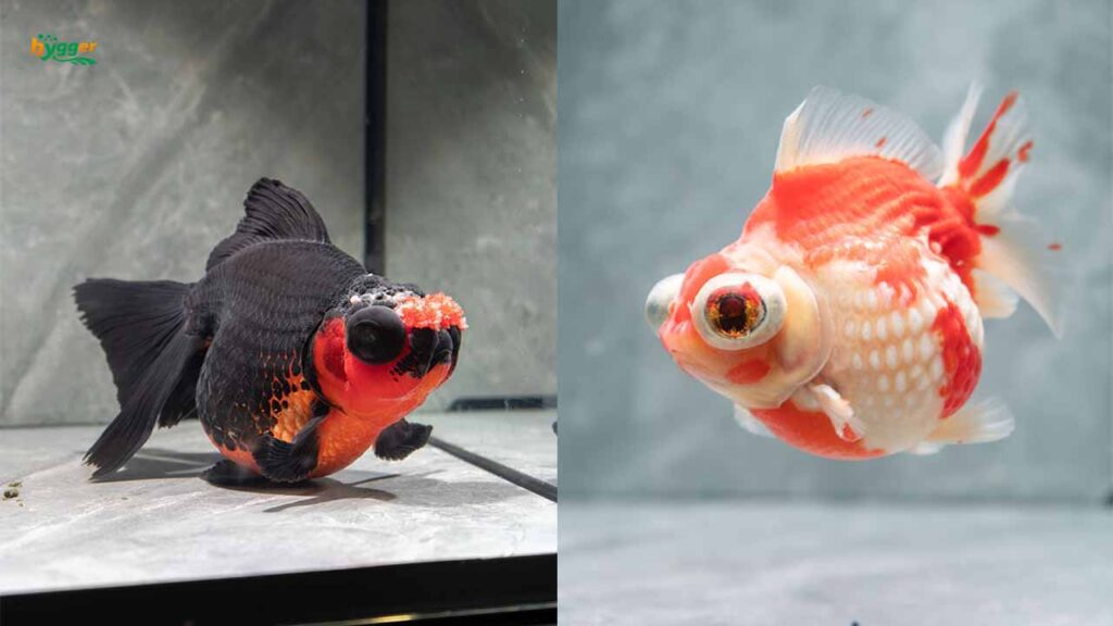 Setting Up A Fish Tank For Your Special Goldfish - hygger