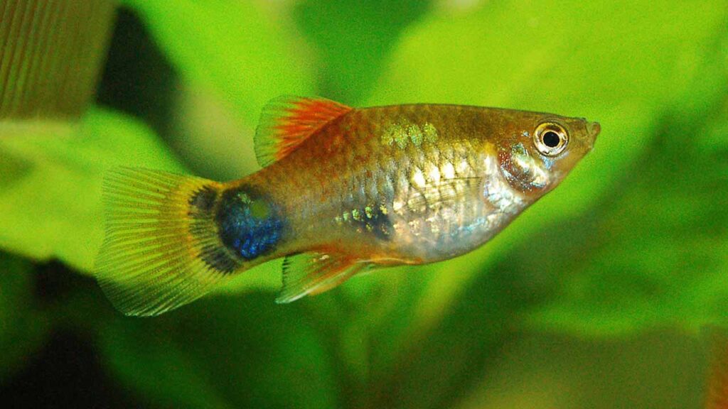 More Colorful Temperate Aquarium Fish - hygger