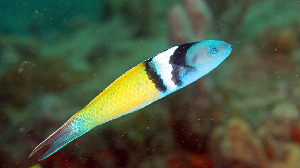 Very Energetic Multicolored Bluehead Wrasse Fish - hygger