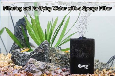 Filtering and Purifying Water with a Sponge Filter