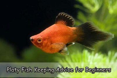 Platy Fish Keeping Advice for Beginners