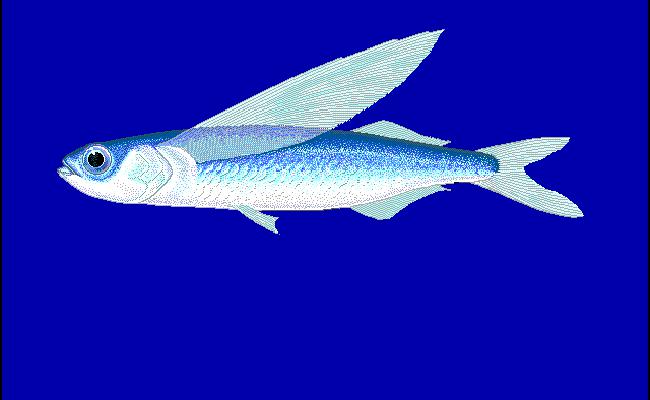 Atlantic Flying fish (Exocoetus volitans)