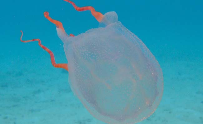 Bonaire Banded Box Jellyfish