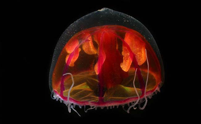 Deep Red Jellyfish