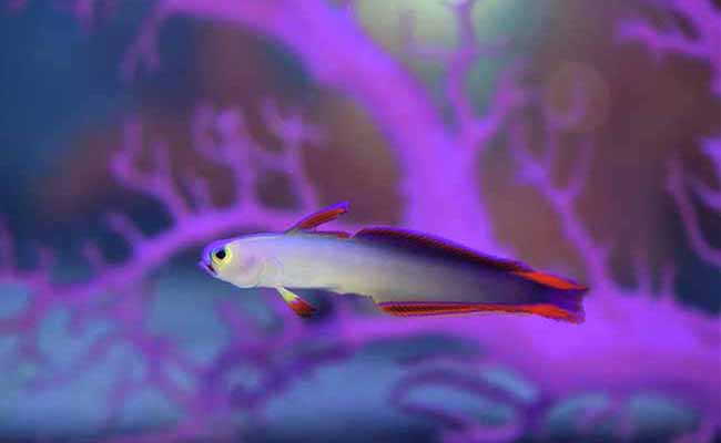 Firefish Goby