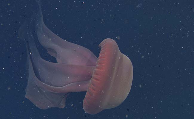 Giant Phantom Jellyfish