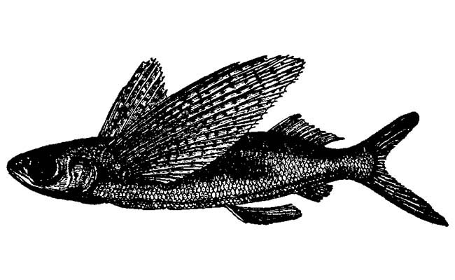 Ornamented Flying Fish (Cypselurus Spilonotopterus)