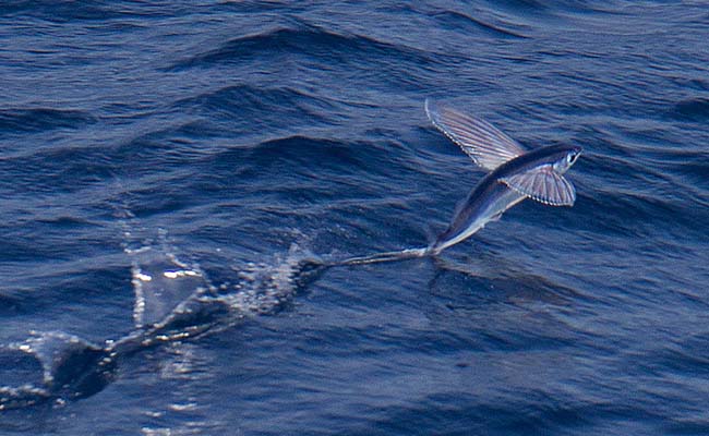 Sailfin Flying Fish (Cheilopogon Pectoralis)