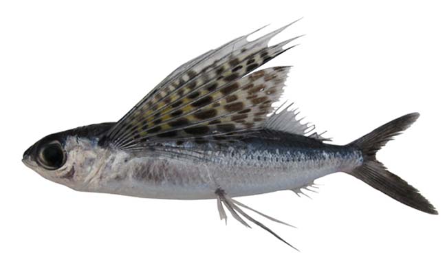Spotfin Flying Fish (Cypselurus Exiliens)