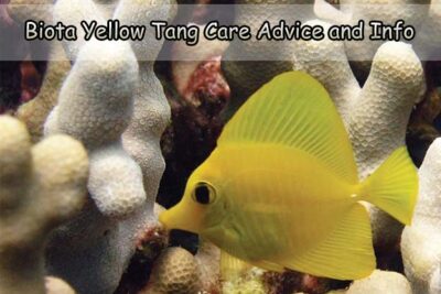 Biota Yellow Tang Care Advice and Info