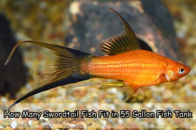 How Many Swordtail Fish Fit in 55 Gallon Fish Tank