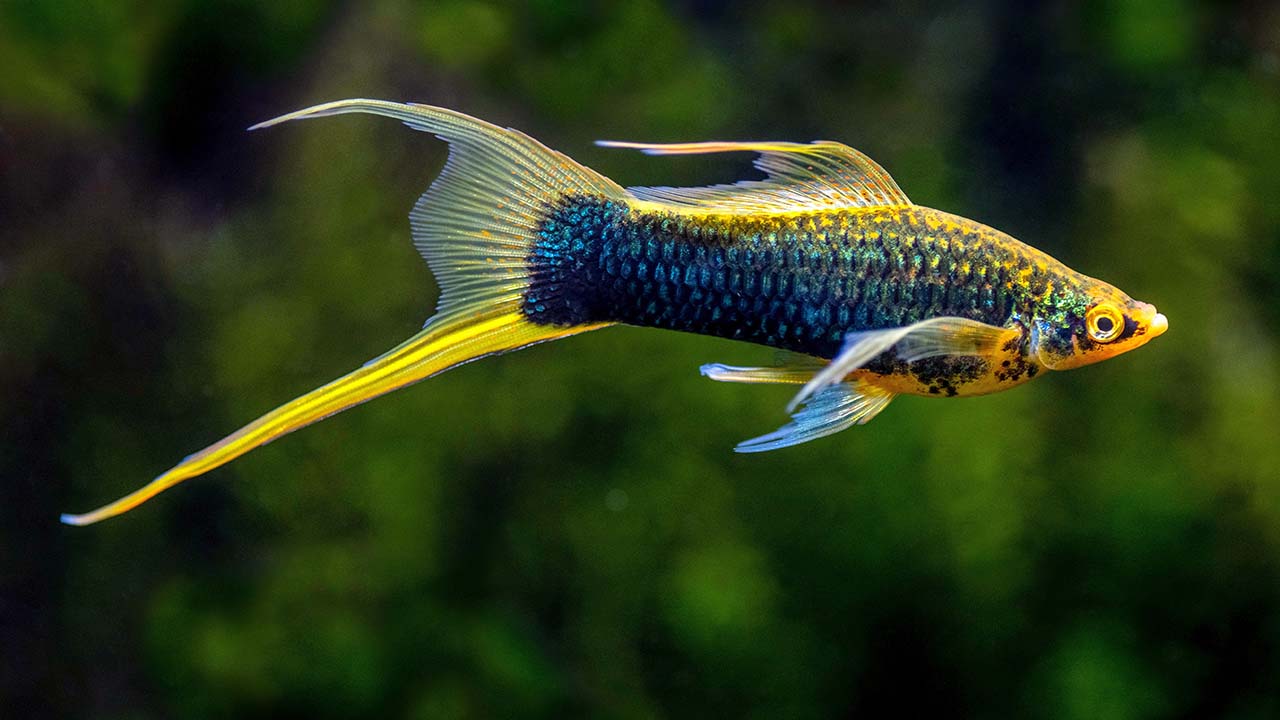 swordtail fish size