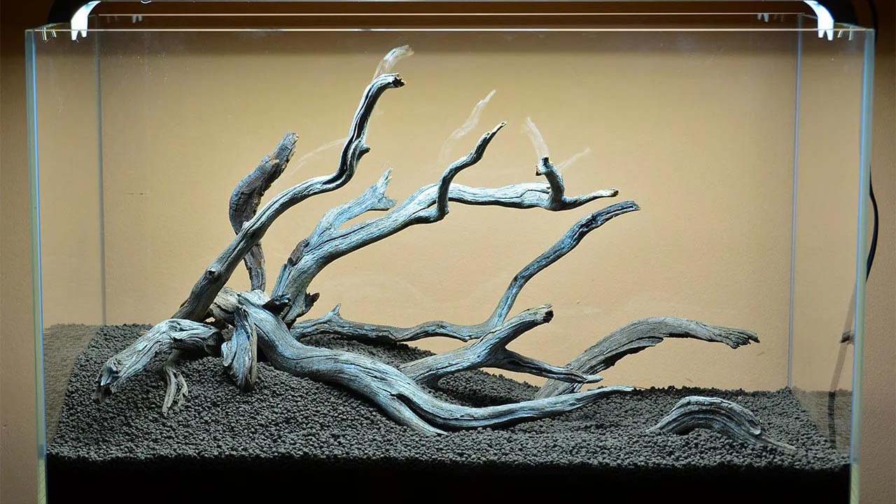 driftwood cleaning