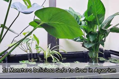 Is Monstera Deliciosa Safe to Grow in Aquarium
