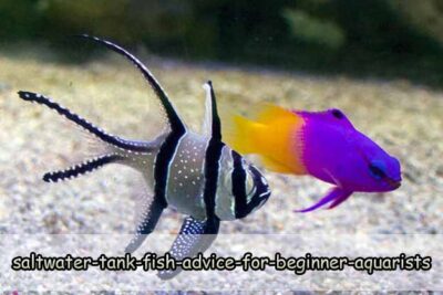 Saltwater Tank Fish Advice For Beginner Aquarists