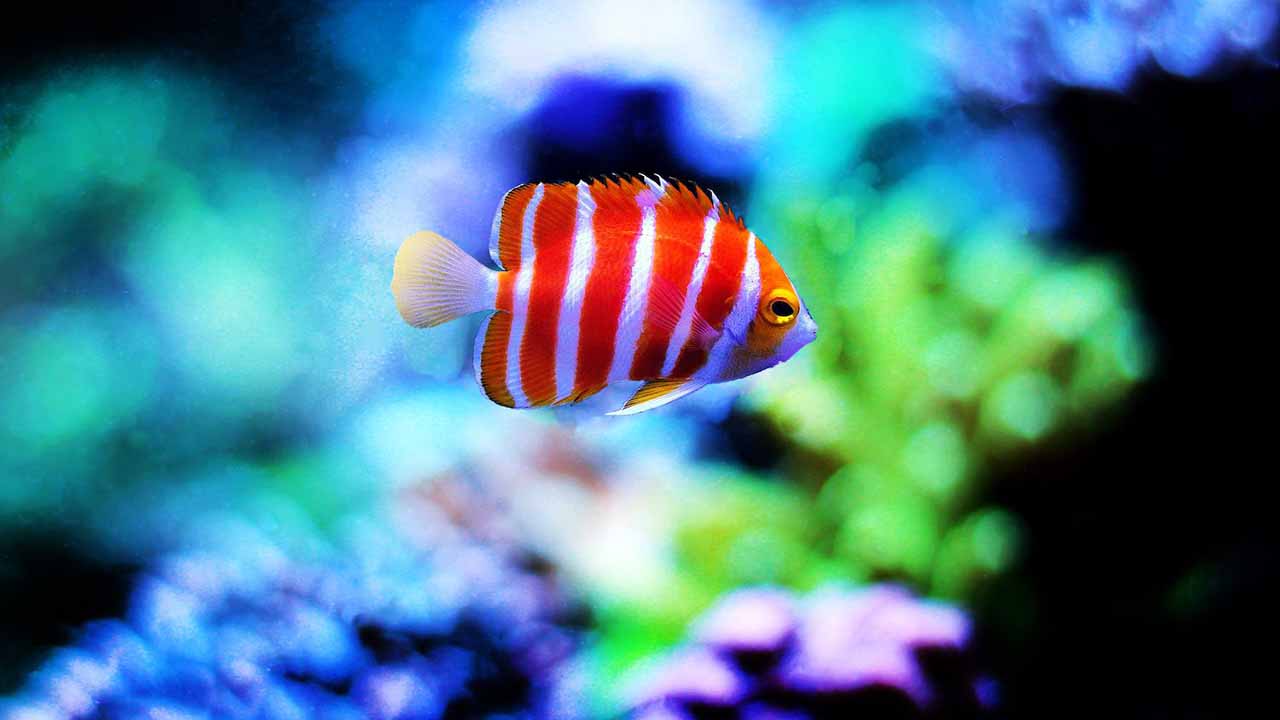 saltwater tank fish