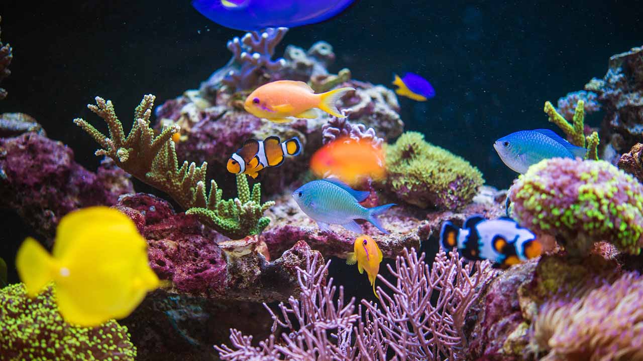 saltwater fish aquarium