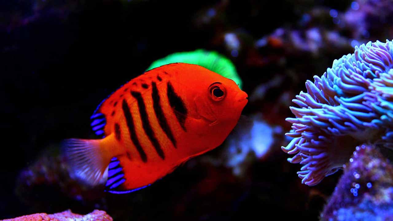 saltwater aquarium fish for beginners