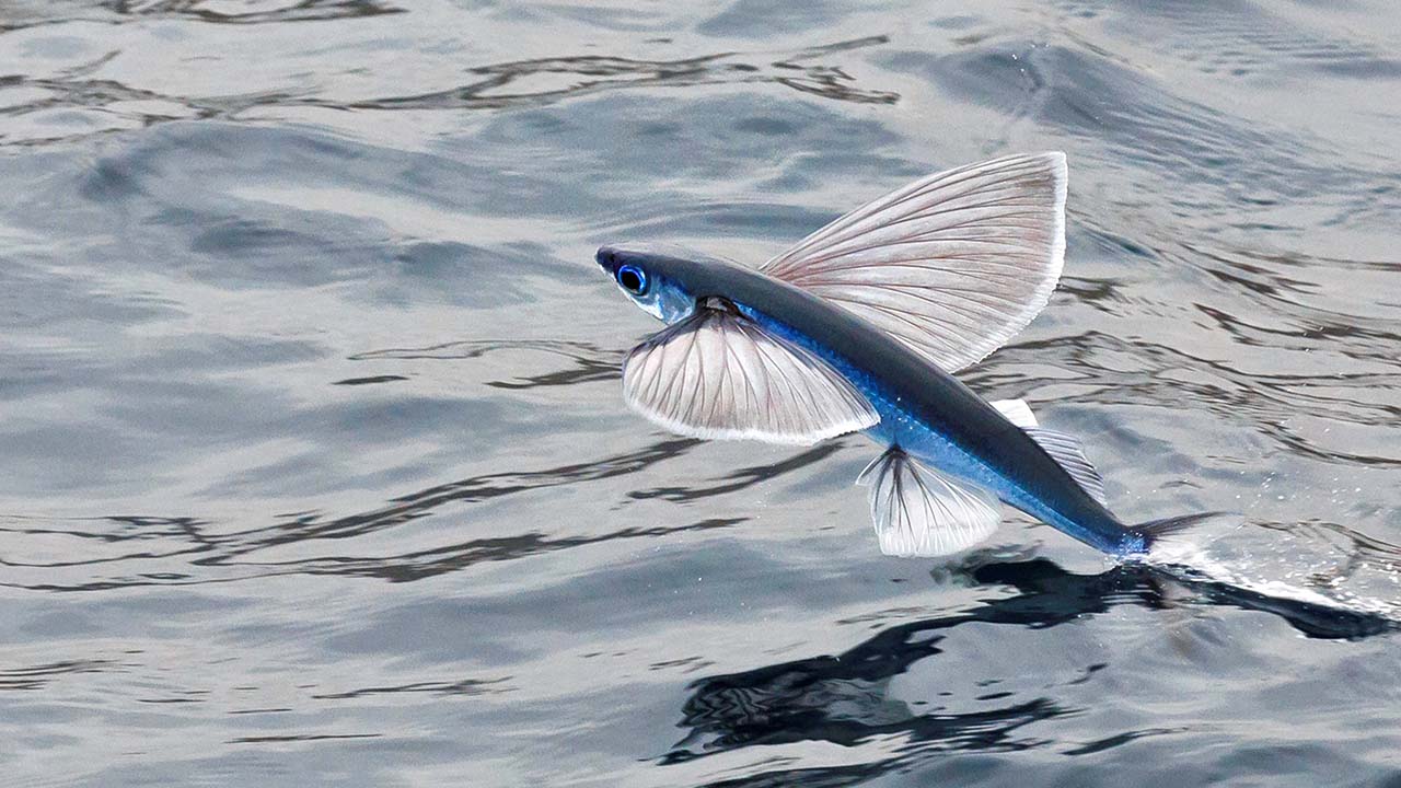 how do flying fish fly