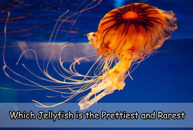 Which Jellyfish is the Prettiest and Rarest