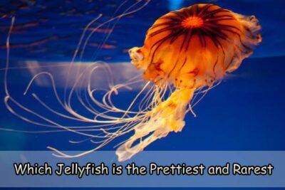 Which Jellyfish is the Prettiest and Rarest