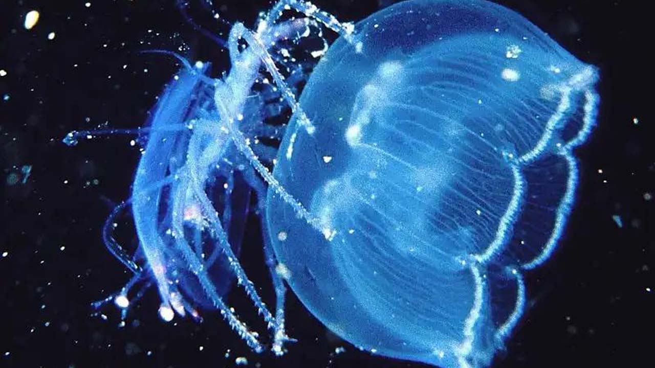 pretty jellyfish