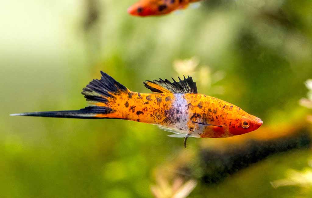swordtail fish breeding