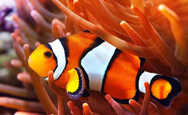 Ocellaris clownfish (Nemo)