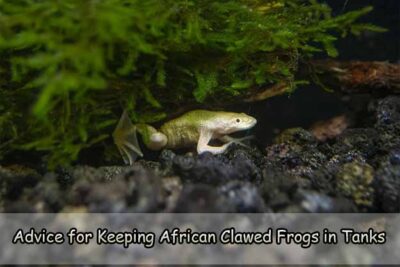 Advice for Keeping African Clawed Frogs in Tanks